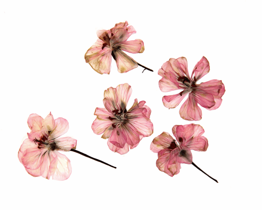 30 hình ảnh hoa khô chất lượng cao tuyệt đẹp dành cho bạn