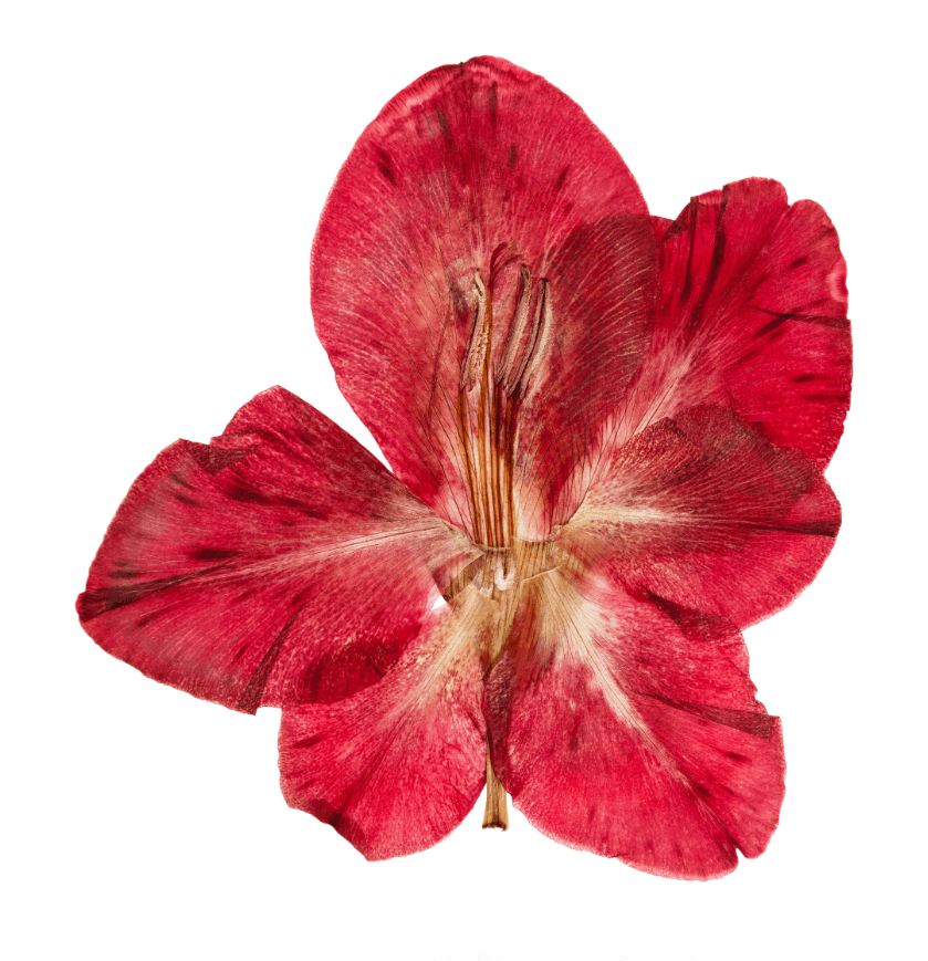 30 hình ảnh hoa khô chất lượng cao tuyệt đẹp dành cho bạn