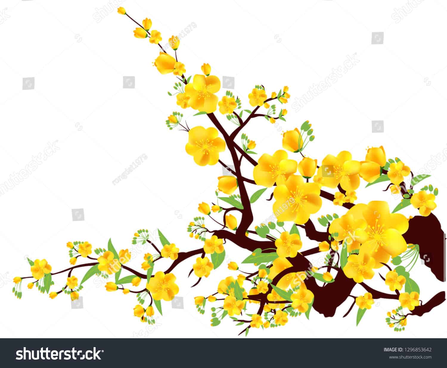 14 nghìn hình ảnh hoa mai vàng chất lượng cao trên Shutterstock