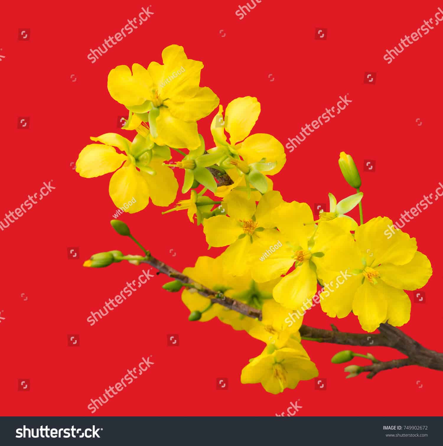 14 nghìn hình ảnh hoa mai vàng chất lượng cao trên Shutterstock