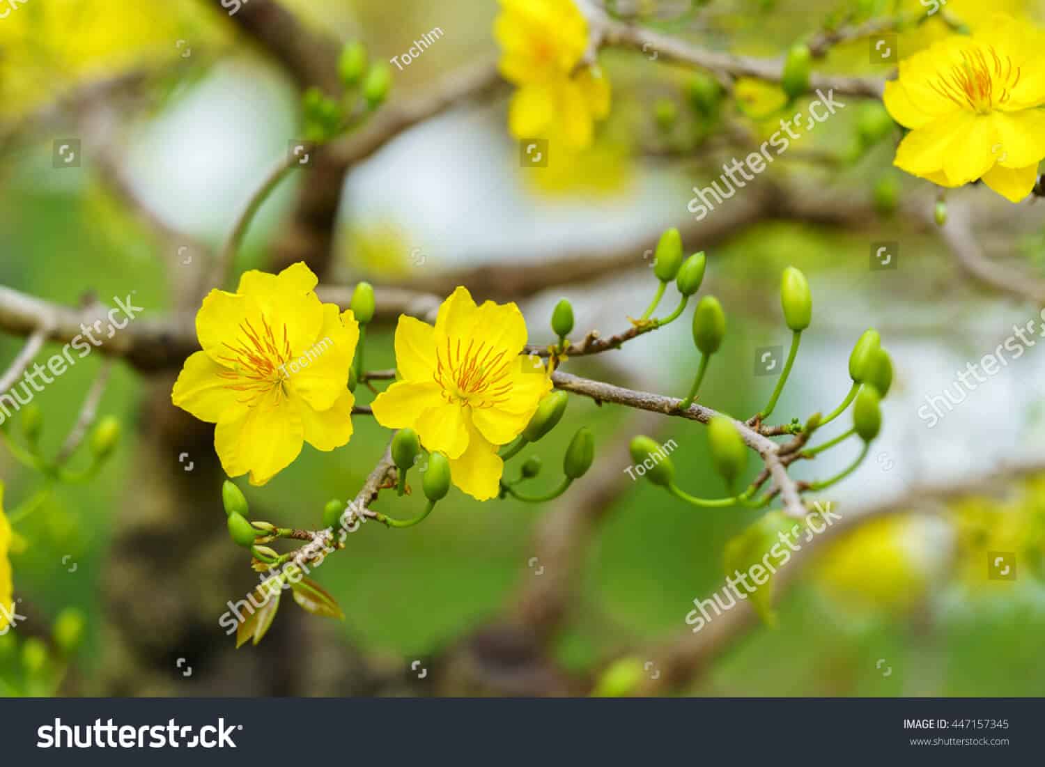 14 nghìn hình ảnh hoa mai vàng chất lượng cao trên Shutterstock