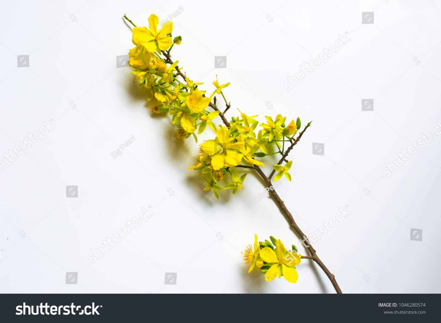 14 nghìn hình ảnh hoa mai vàng chất lượng cao trên Shutterstock