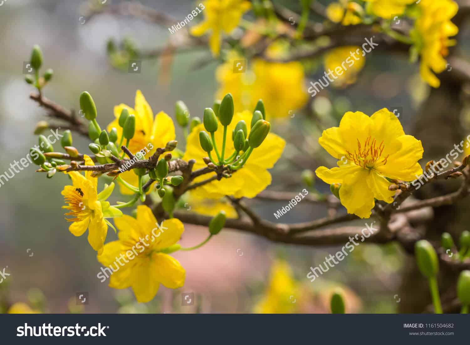 14 nghìn hình ảnh hoa mai vàng chất lượng cao trên Shutterstock