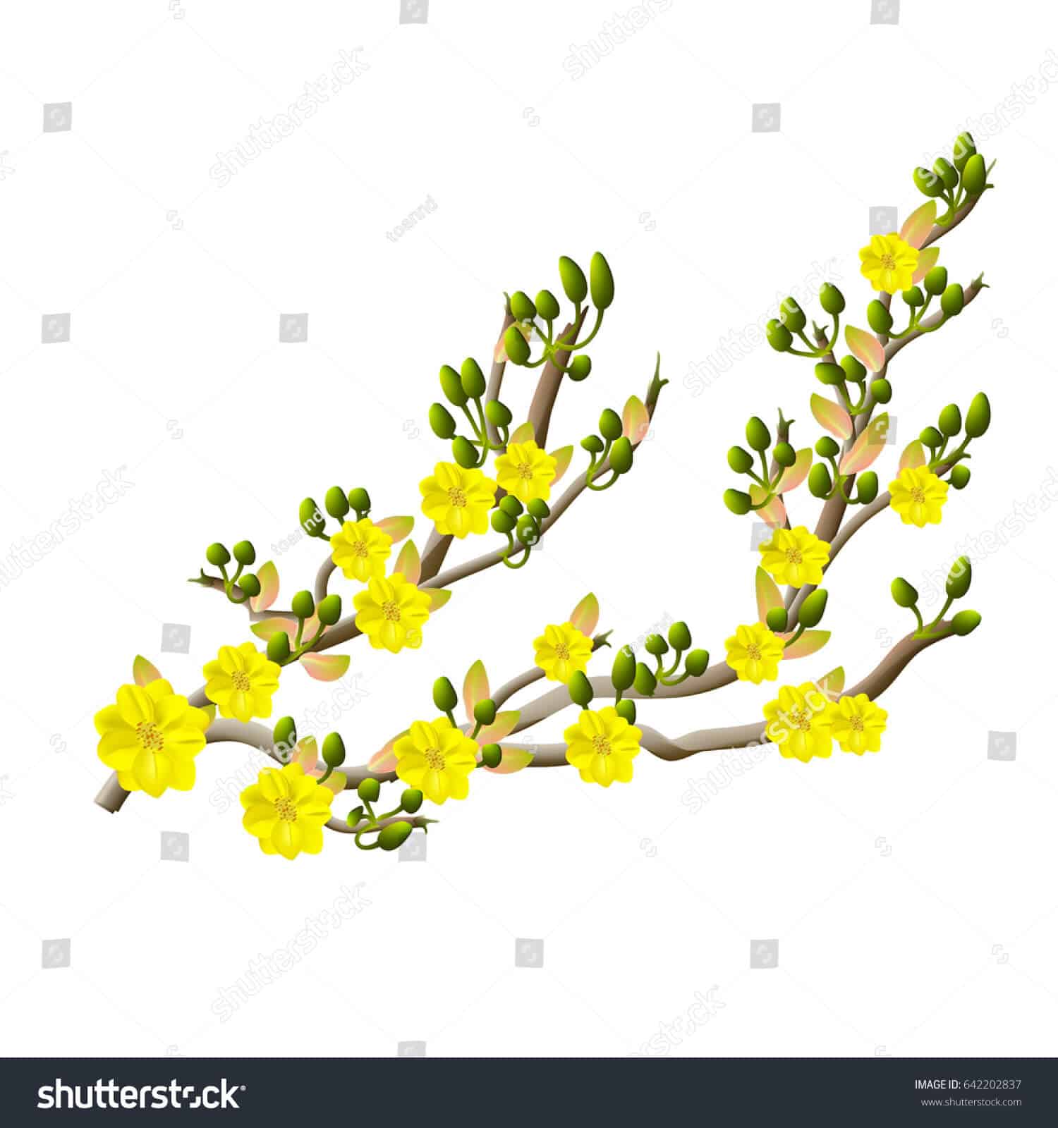 14 nghìn hình ảnh hoa mai vàng chất lượng cao trên Shutterstock