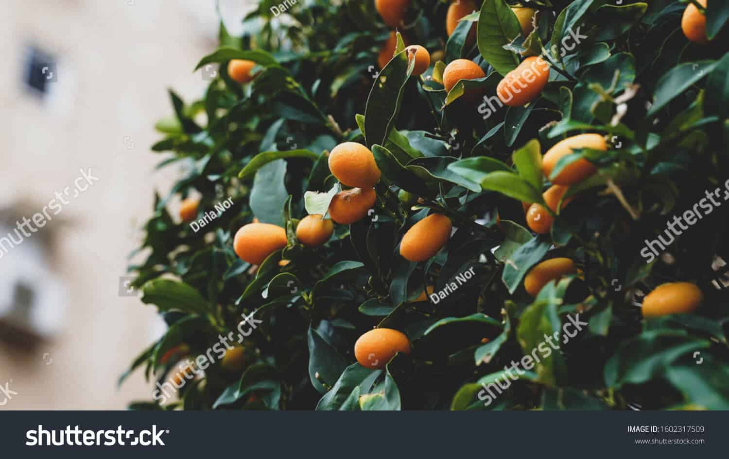 26 ngàn hình ảnh cây quất ngày Tết chất lượng cao trên Shutterstock