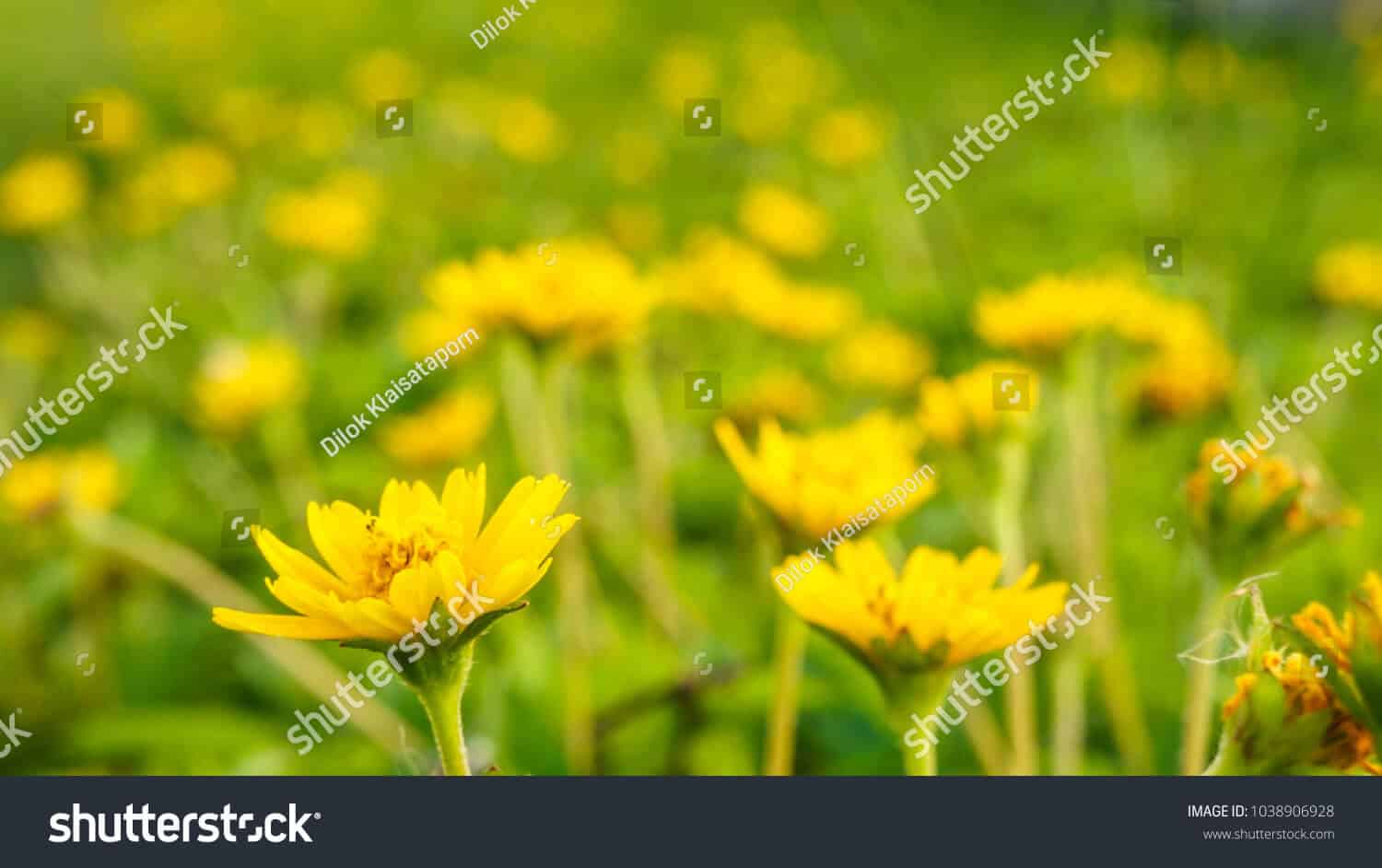 525 ngàn hình ảnh hoa cúc vàng chất lượng cao trên Shutterstock
