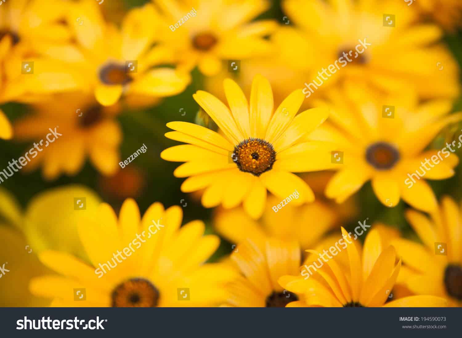 525 ngàn hình ảnh hoa cúc vàng chất lượng cao trên Shutterstock